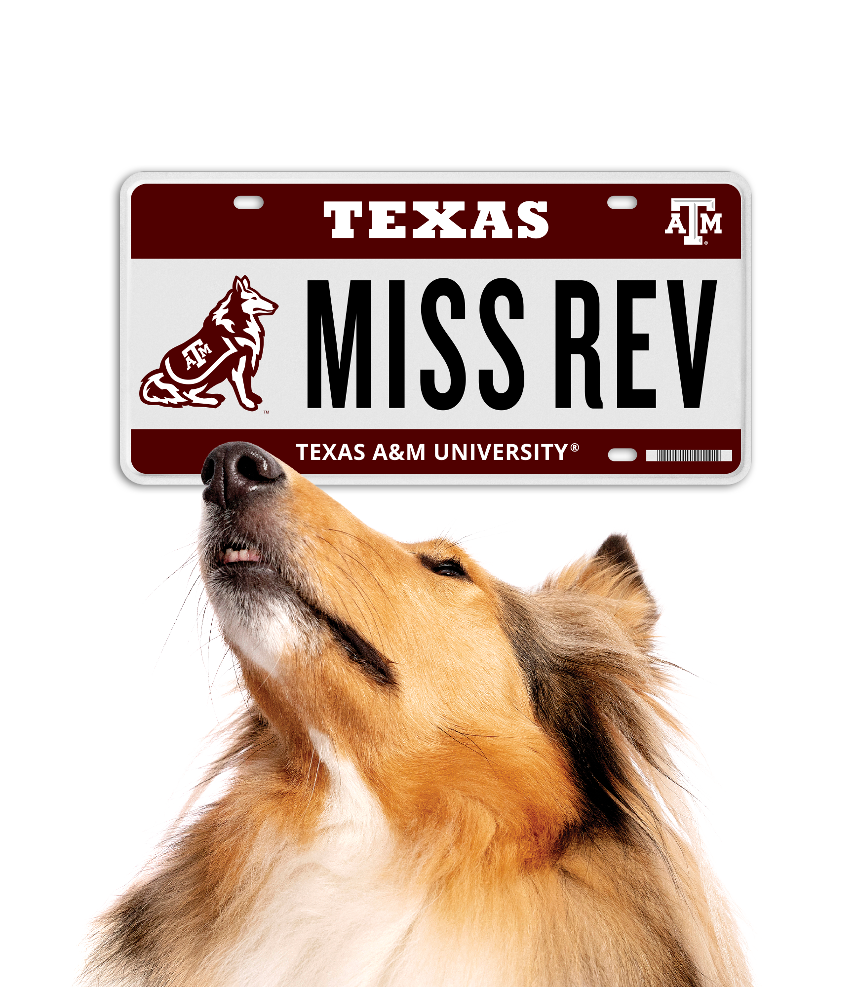 Reveille looking up at her license plate